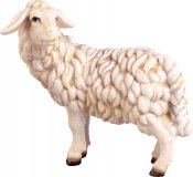Schaf zurckschauend