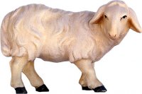 Schaf schauend