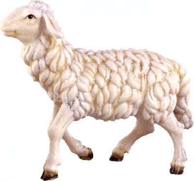 Schaf laufend von rechts