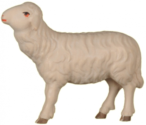 Schaf zu Ftterer links