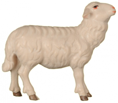 Schaf zu Ftterer rechts